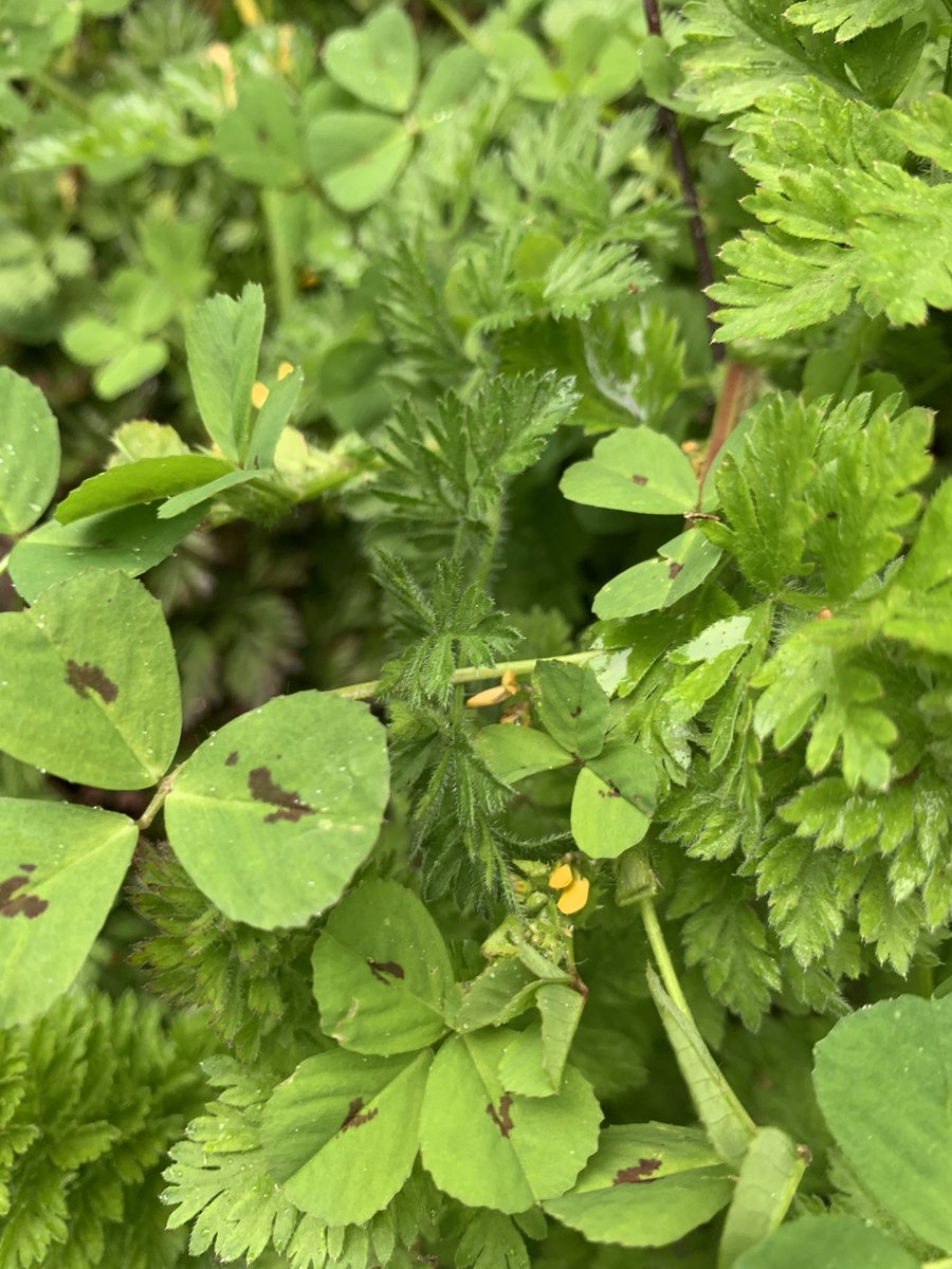 Greater Celandine, a variegated form of Bugle, Ragged Robin, Spotted Medick, Malvern Worcestershire. #wildflowerhout @BSBIbotany @WorcsWT @Love_plants @theNPMS