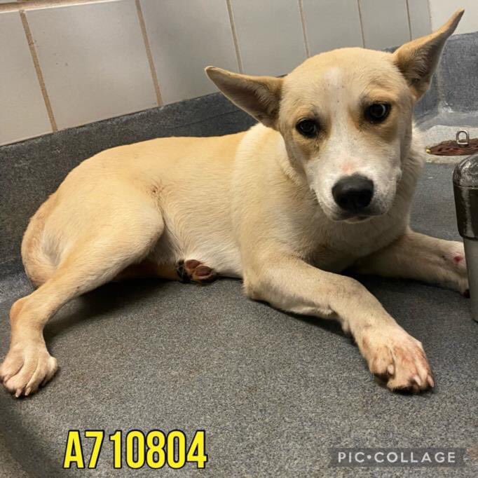 🆘 8 MTHS OLD MEDICAL DOG PUPPY YETI #A710804 (F, 37lb) IS BEING KILLED TMW 4.29 BY SA ACS #TEXAS‼️

She wouldn’t interact. Seems shy.

🚨📝Depressed, anxious, nonweight bearing lamness on R thoracic leg w swelling, scars on L carpus
#Foster/#Adopt
☎️2102074738

#PledgeForRescue