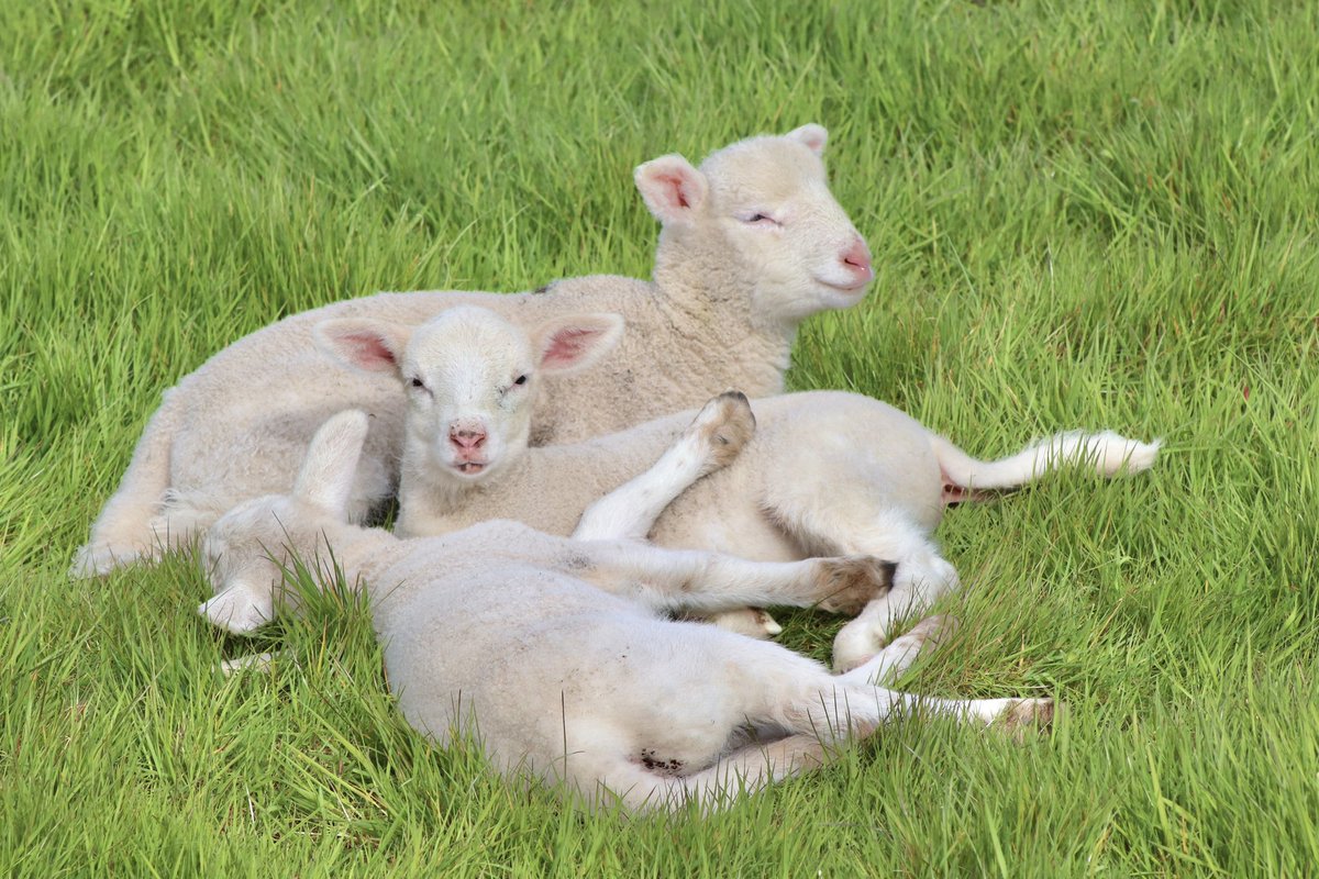 Peekaboo, I see ewe 🐑 Lambs in the sunshine, Templepatrick, Co. Antrim. @LoveBallymena @ThePhotoHour @bbcweather @bbcniweather @geoff_maskell @WeatherCee @angie_weather @barrabest @WeatherAisling @Louise_utv @FarmingUK @FarmingLifeNI @Farm_Week @coolfm