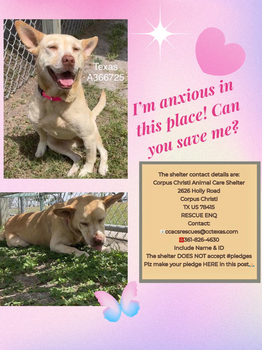 🆘HURRY‼️ TEXAS #A366725 is in dire need‼️ DEATH DAY 4/29 IS TOMORROW AT CORPUS CHRISTI ACS‼️ PLZ don’t let her die! Nervous there (of course!). This Carolina 🐕 mix needs us! Make her yours! 🙏 PLZ PLEDGE! #RESCUE #FOSTER #ADOPT GIVE HER THE 🏡 SHE DESERVES!