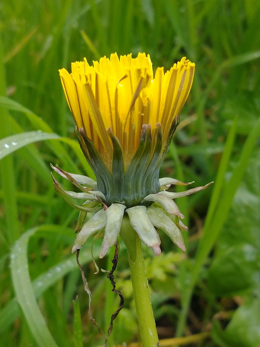 Hi all managed to get a few shots for the #Dandelionchallenge plus a huge bumbler into the bargain 😊 #wildflowerhour #InternationalDayoftheDandelion #nature #wildlife #wildflowers