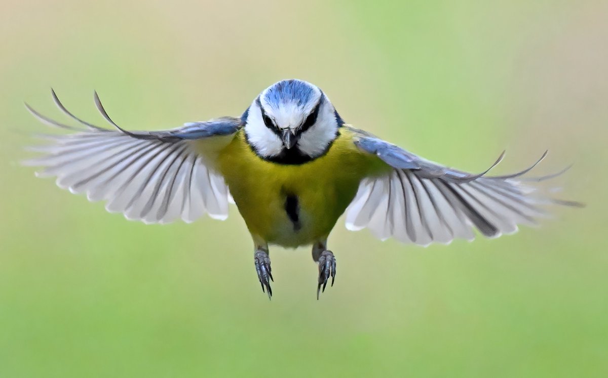 Blue Tit approach! 😀
 Taken yesterday at RSPB Ham Wall in Somerset. 🐦