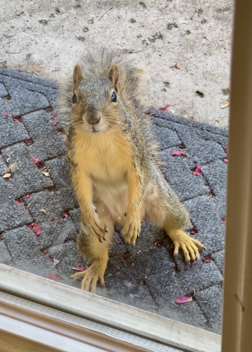 “Hi, I’m here to pick up my order..?” #squirrelcafe ☕️🐿️ #squirrels #squirrelscrolling