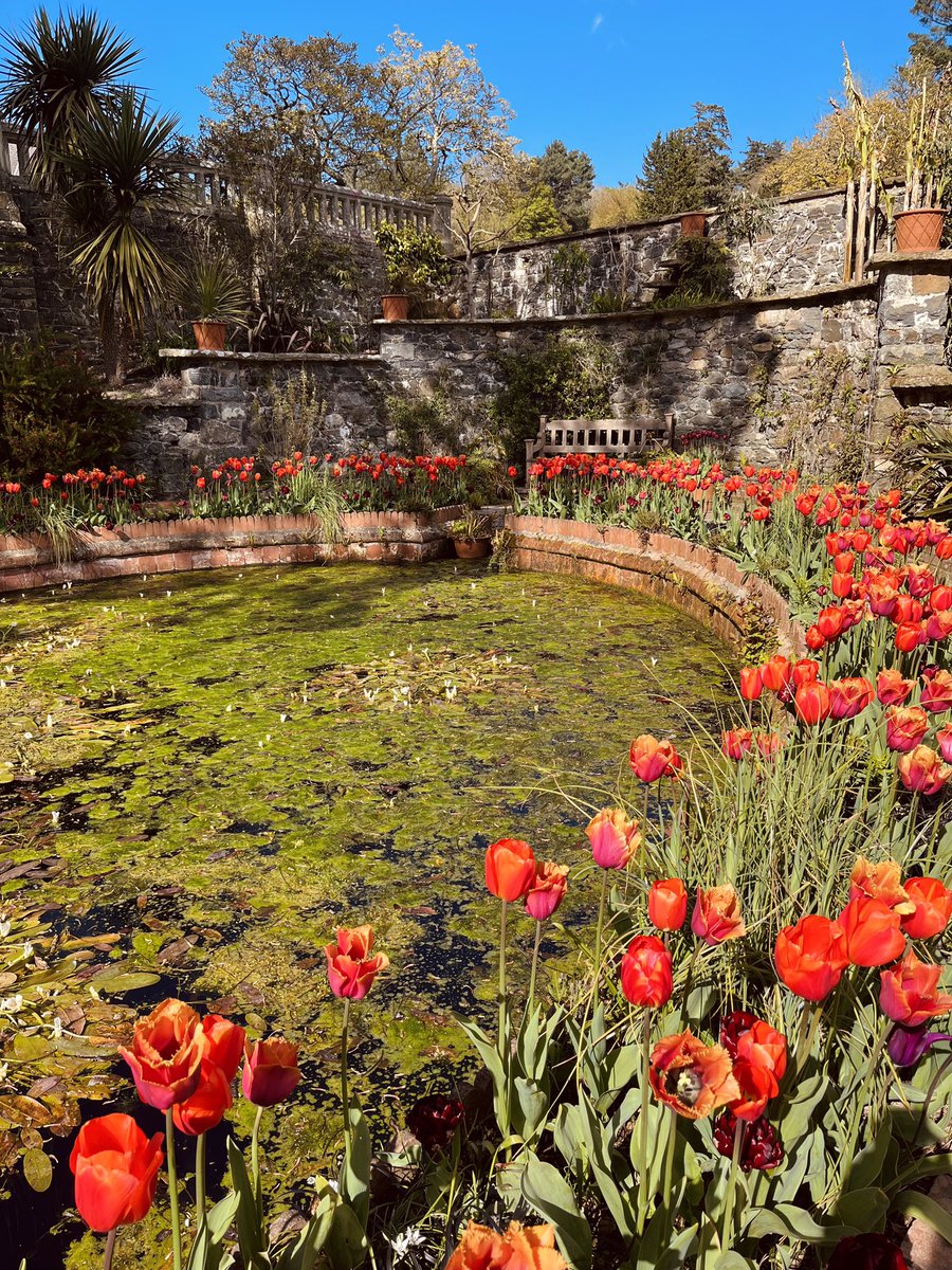 Absolutely gorgeous at Bodnant today. 🌸