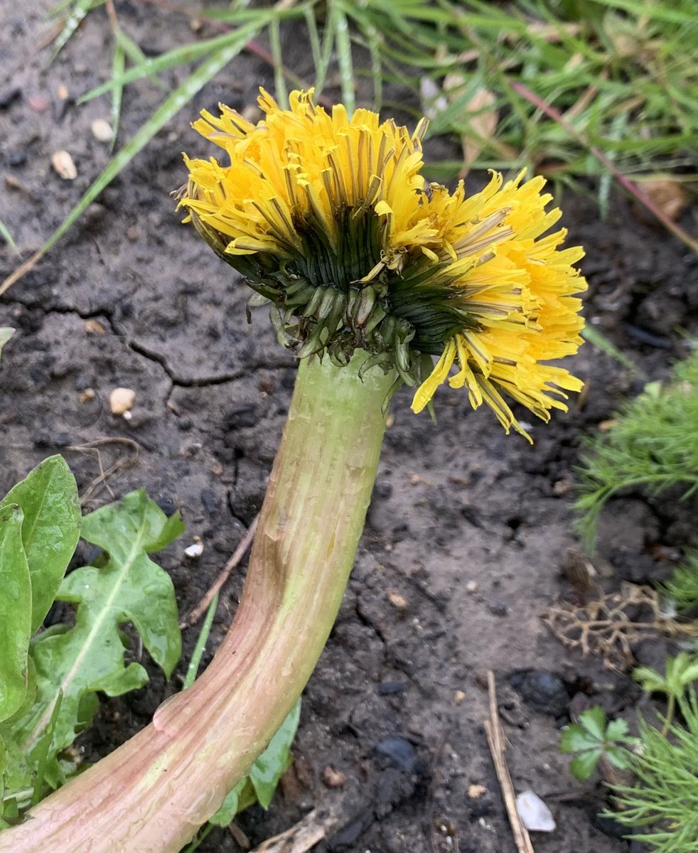 A fascinating fasciated Dandelion for #wildflowerhour #InternationaDayOfTheDandelion #DandelionChallenge Llantarnam, Gwent. @BSBIbotany @Love_plants @theNPMS @GwentWildlife