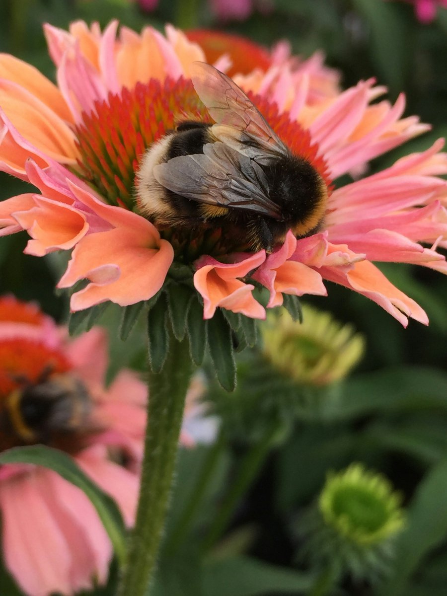 The fluffiest bee you'll ever see 📷 Michelle Atkinson