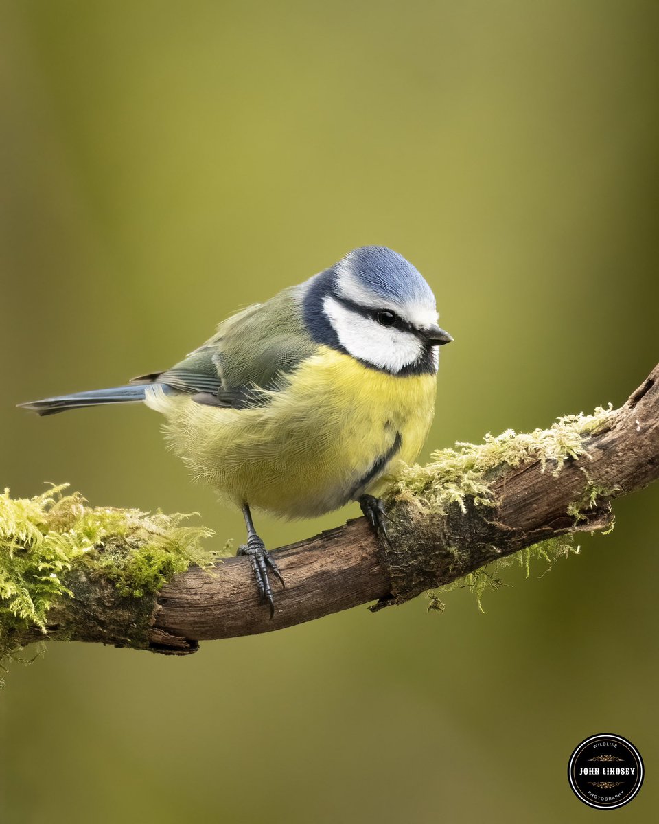 🌟 **Capturing Nature's Charm: A Morning Encounter with the Enchanting Blue Tit** 🌟 This morning, amidst the serene embrace of nature's canvas, I stumbled upon a mesmerizing sight that stirred my soul—the captivating blue tit, adorned in its resplendent hues.