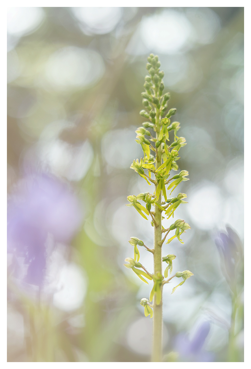 Twayblade, Neottia ovata, in the woods this week. #wildflowerhour