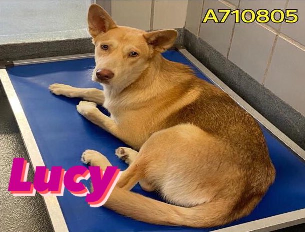 🆘 10 MTHS OLD MEDICAL #HUSKY DOG LUCY 🌸 #A710805 (F, 39lb, hw-) IS BEING KILLED TMW 4.29 BY SAN ANTONIO ACS #TEXAS‼️ Friendly, sweet, playful 🚨📝weak on hind-limbs To #Foster/#AdoptDontShop📧 acsrescue-foster@sanantonio.gov / acsadoptions@sanantonio.gov #PledgeForRescue 🙏🏼