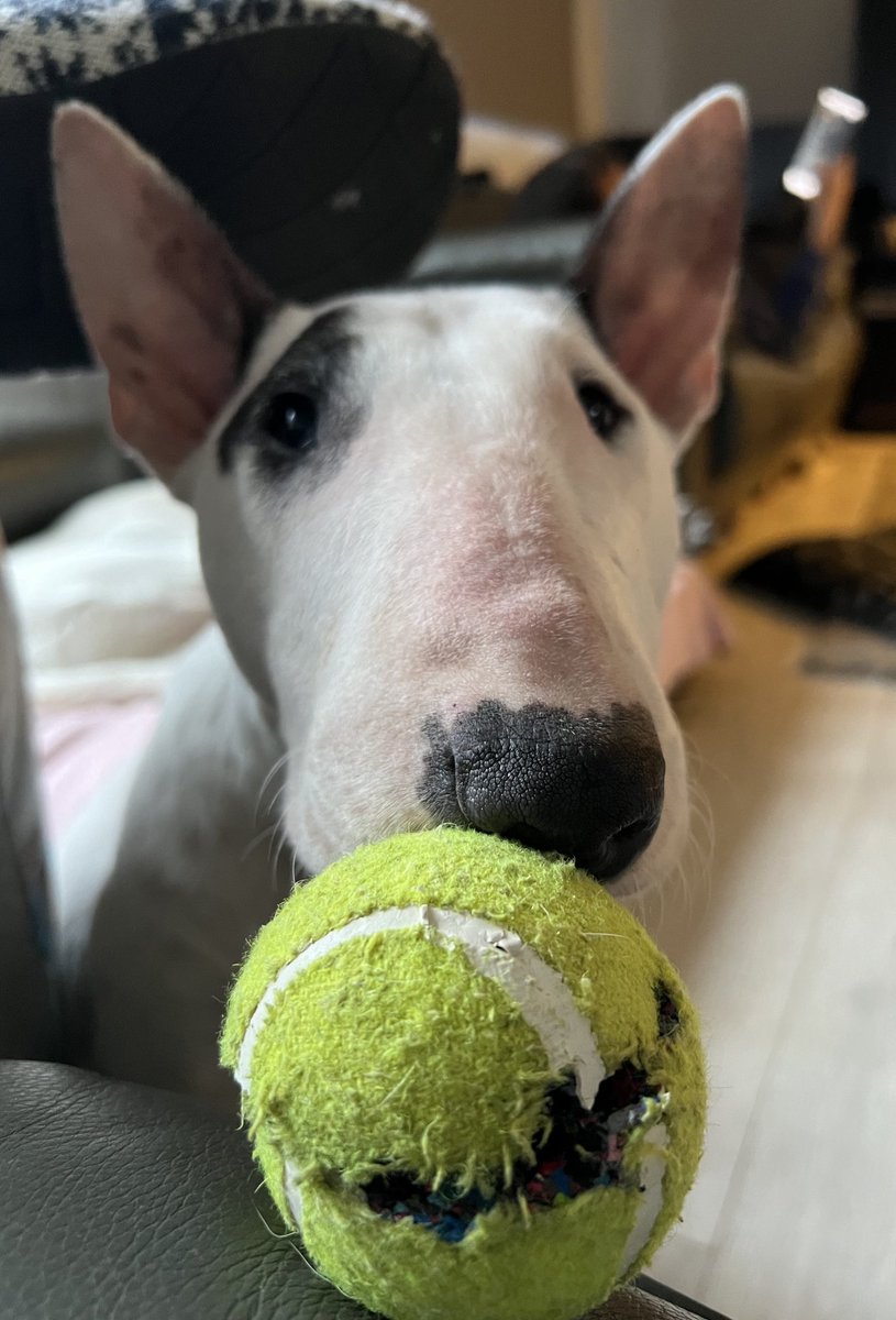 Peggy!!! 🎾💛🎾💛🎾

#dogs #englishbullterrier ♥️♥️♥️