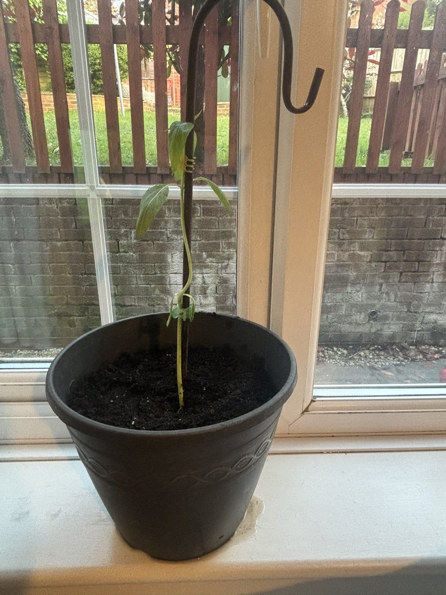 My sunflowers to mark the end of therapy all got dug up by cats 🤦🏽‍♀️🤦🏽‍♀️ but for whatever reason I kept one back in a pot. It's a bit wonky but it's still growing so hoping after a repotting and bit of support it'll make it through! 🌻