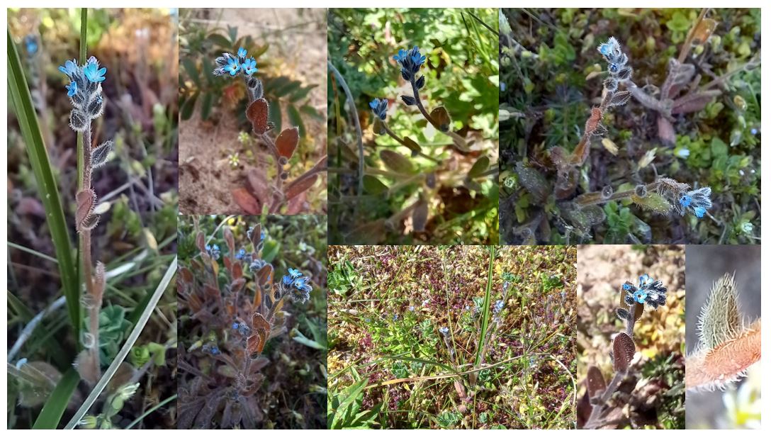 Neil Forbes (@treebeard_793) on Twitter photo Myosotis strica (Upright Forget-me-not) at it's only current UK site, <a href="/ntsandscalehaws/">NT Sandscale Haws NNR</a> . See linked🧵for the account of it's rediscovery after an absence of over 100 years. I found 79 plants today (think this is the highest recent count)
#WildflowerHour
<a href="/BSBIbotany/">BSBI: Botanical Society of Britain & Ireland</a>
<a href="/saveroanhead/">Save Roanhead</a> Myosotis strica (Upright Forget-me-not) at it's only current UK site, <a href="/ntsandscalehaws/">NT Sandscale Haws NNR</a> . See linked🧵for the account of it's rediscovery after an absence of over 100 years. I found 79 plants today (think this is the highest recent count)
#WildflowerHour
<a href="/BSBIbotany/">BSBI: Botanical Society of Britain & Ireland</a>
<a href="/saveroanhead/">Save Roanhead</a>