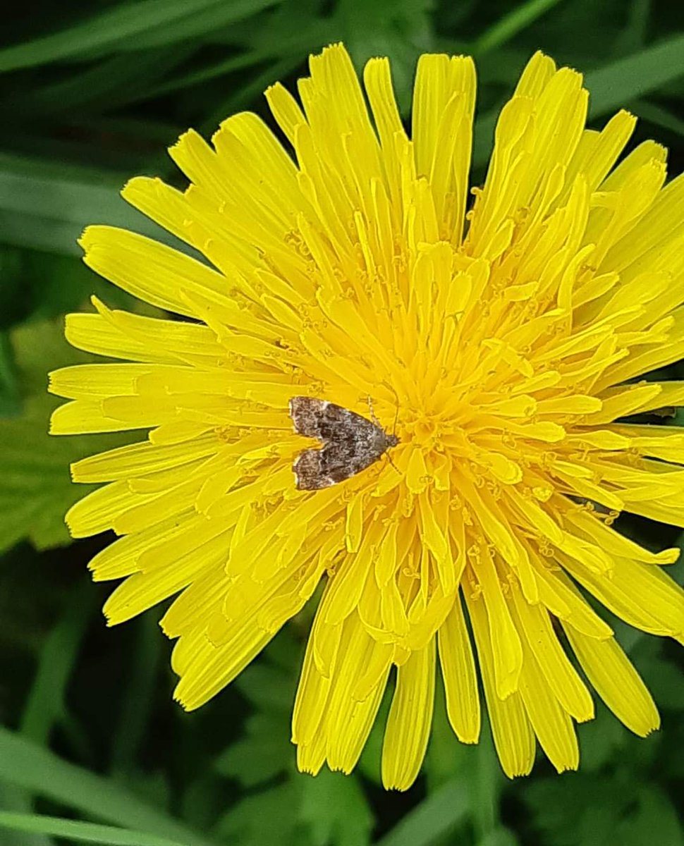 A few #DandelionChallenge photos for @wildflower_hour taken this week in Lincolnshire. #wildflowerhour #DandelionChallenge #InternationalDayoftheDandelion @LoveLincsPlants @LincsNaturalist @BSBIbotany @Love_plants