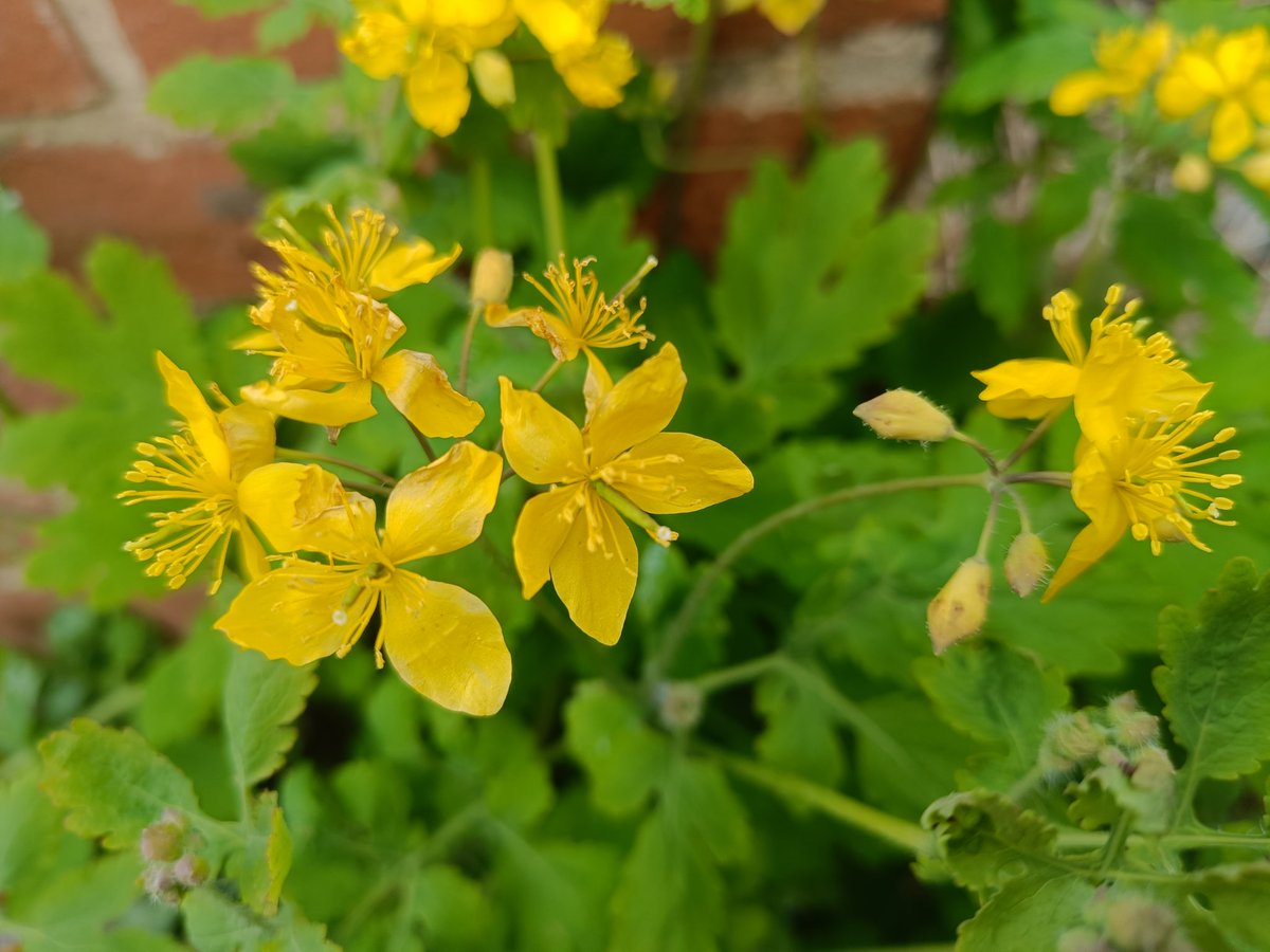Greater Celandine - side of the pavement plant for #wildflowerhour @BSBIbotany