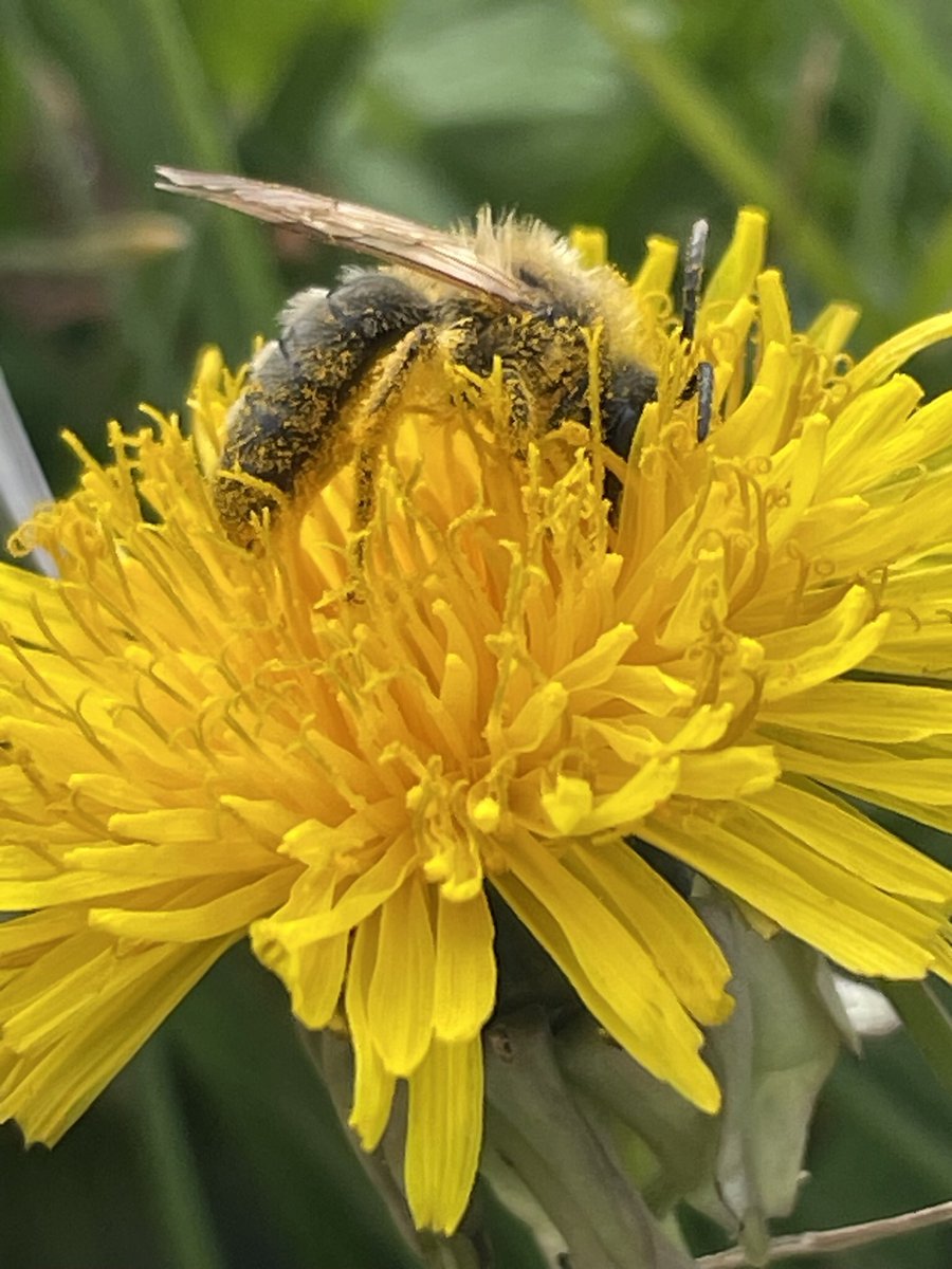 Dandelions are so important for our spring pollinators. I found this lovely patch today and watched a couple of bees, absolutely covered in pollen, enjoying a few minutes out of the cold wind. #InternationalDayoftheDandelion #wildflowerhour @BSBIbotany @DandelionAppre1 #nature