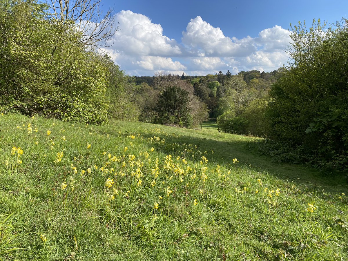 BCConservators's tweet photo. Cowslips (Primula veris) in full bloom on #ParkDowns
๐ https://t.co/VTgKxCrWQB
