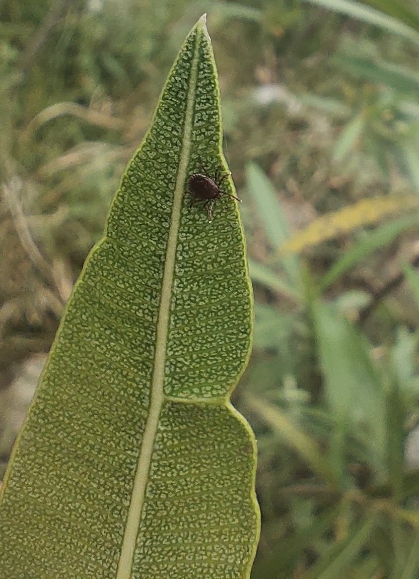 Just had a surprising encounter with ticks hitching a ride on a leaf!  Who knew they were such savvy travelers? Remember to stay vigilant in tick-prone areas to prevent diseases they carry. #diseasevectors #natureencounter