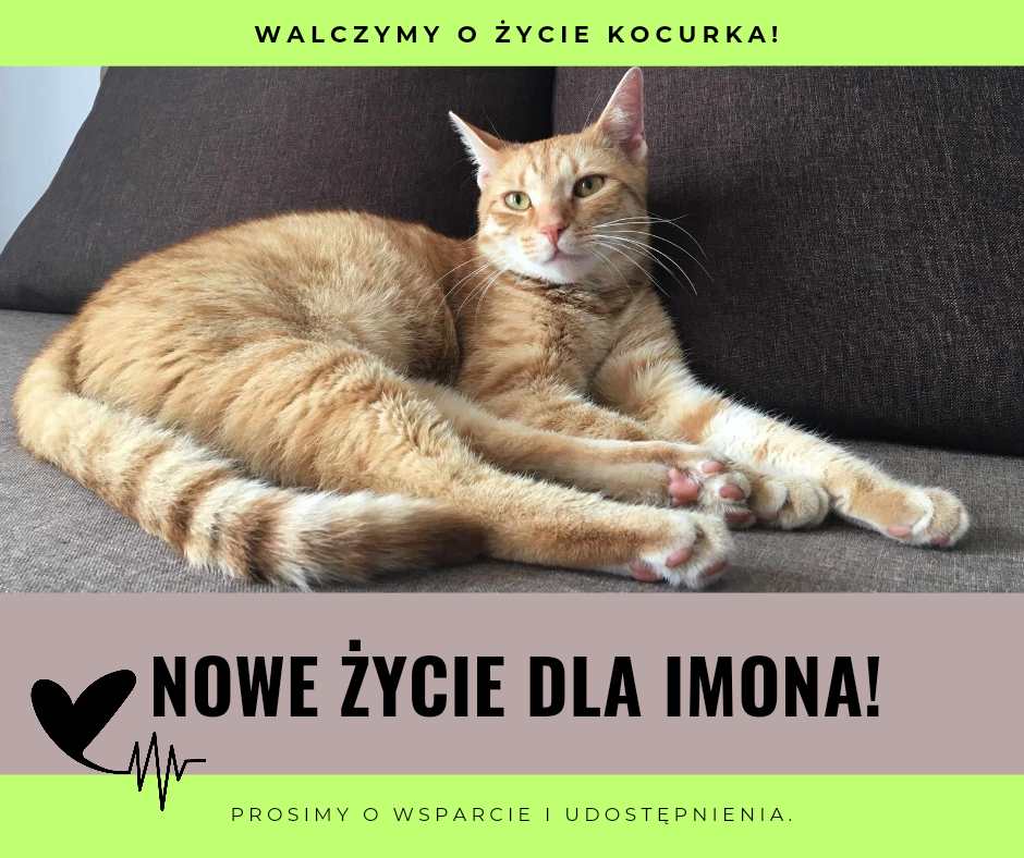 Czy uda się dziś zebrać chociaż jeszcze 400 zł dla Imonka? Kocurek ma FIPA I WALCZY O ŻYCIE ‼️ pomagam.pl/fpmaay