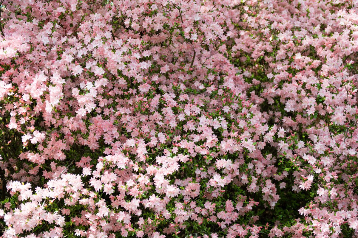 dcfeng's tweet image. Azalea garden