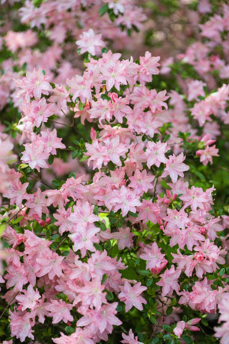 dcfeng's tweet image. Azalea garden
