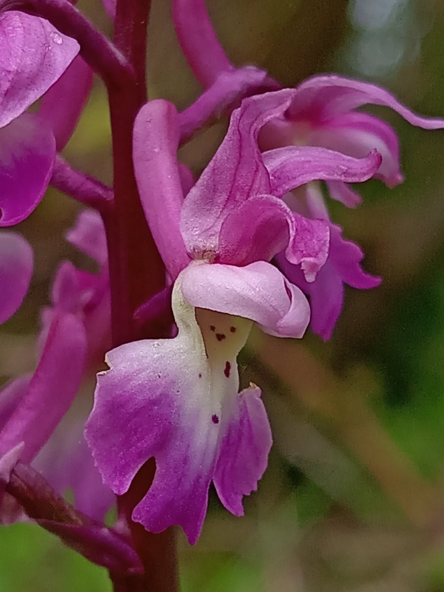 @BSBIbotany @ukorchids #wildflowerhour early purple orchid north east Northamptonshire