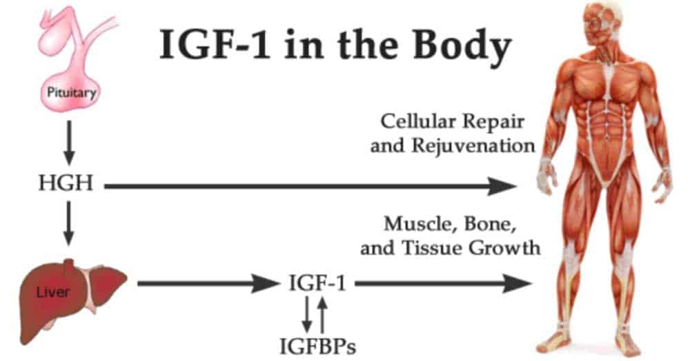 Longitudinal bone growth, skeletal muscle hypertrophy, and visceral organ maturation, influencing the path of growth, development, and homeostasis.