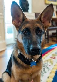 Hello humans. My name is Commander. I was brought into the WH to live with my dad - @POTUS Sadly it turned out I was untrainable as a WH dog. So my dad didn’t shoot me - he gave me a new home with friends. Cause he is a decent human. In November vote for my dad. #VoteBlue2024