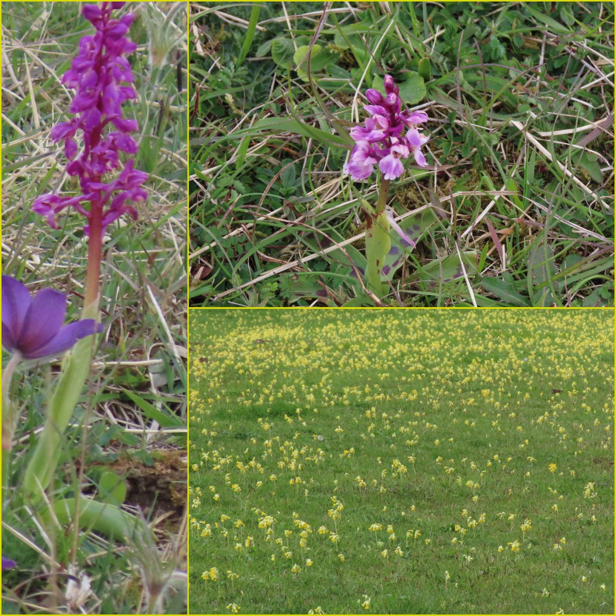 It is so special to see the beautiful pasque flowers and orchids at the unique Barnack Hills and Holes nature reserve. Masses of cowslips there too and amongst the ridge and furrows @wildlifebcn Southorpe Meadow. Lovely! @wildflower_hour @BSBIbotany