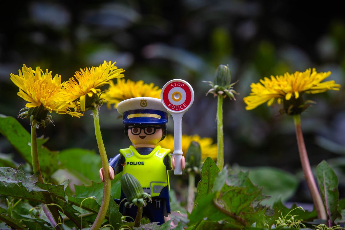 #InternationalDayOfTheDandelion & we are celebrating it with this week’s #WildflowerHour challenge! For the #DandelionChallenge we hired the 'No Mow Police'. As it is so important to let the #Dandelions flower and set seed. The insects and birds thank you all.