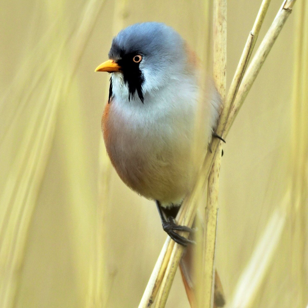 Bearded Tits at @RSPBRainham today. Easily my best-ever views @LondonBirdClub @ThePhotoHour #londonbirds