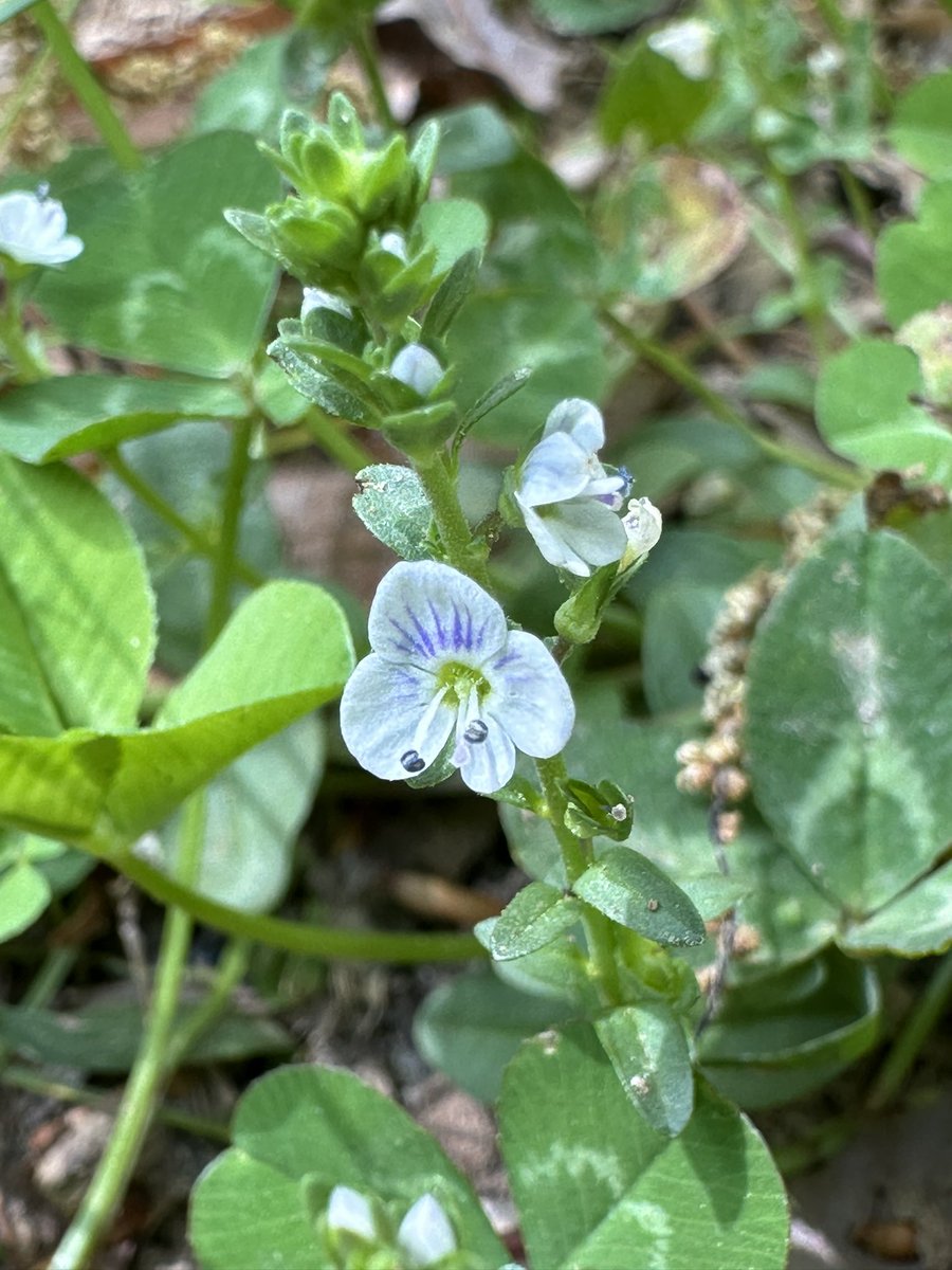 Thymeleaf Speedwell is common among the yard weeds & it’s edible. Has a flavor similar to thyme with a peppery, watercress-like hint to it. Like other speedwells it’s also expectorant, diuretic, & astringent. Been used to make teas, tonics, & skin washes for ages. #dirtmagic