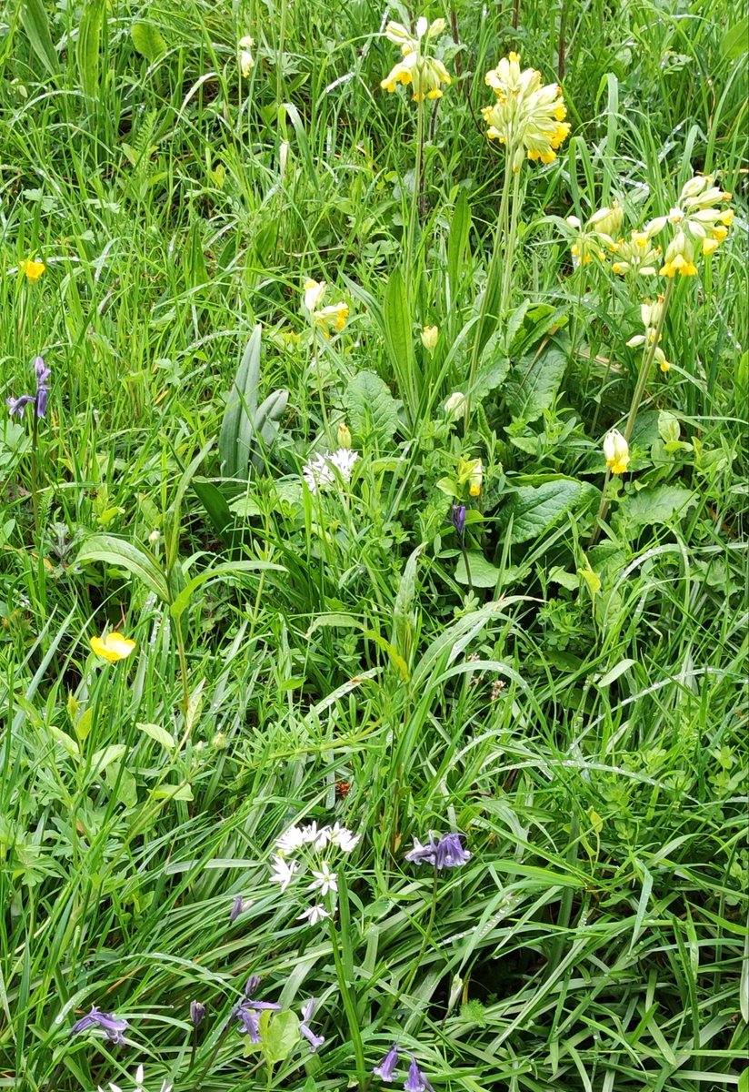 Some garden bugs in the sun this weekend - green shield bug, hoverfly and a sleeping flower bee And for @wildflower_hour some #wildflowerhour cowslips, garlic, bluebells, buttercups @WWTLondon