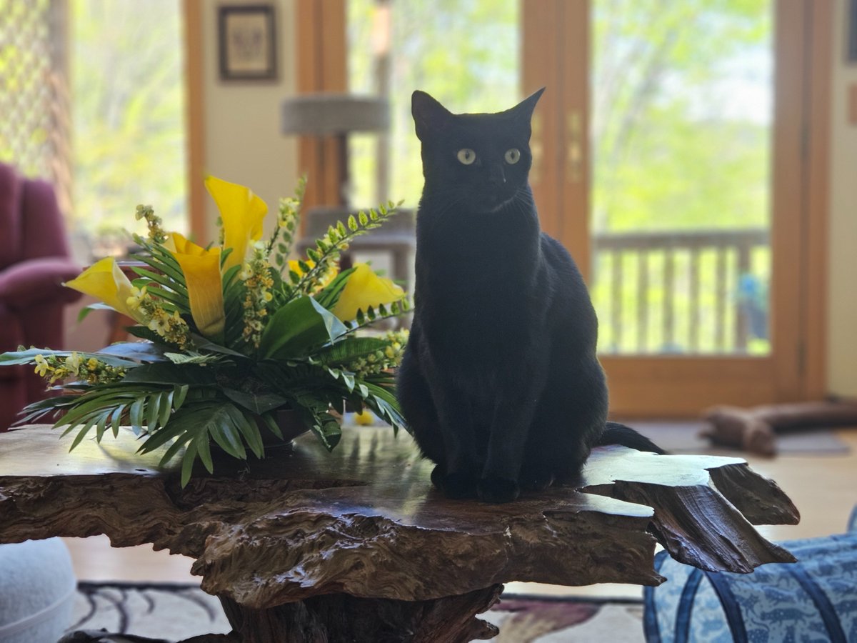 Photogenic cat. Viola. I'm housesitting while donutmom is in Ireland for five days.