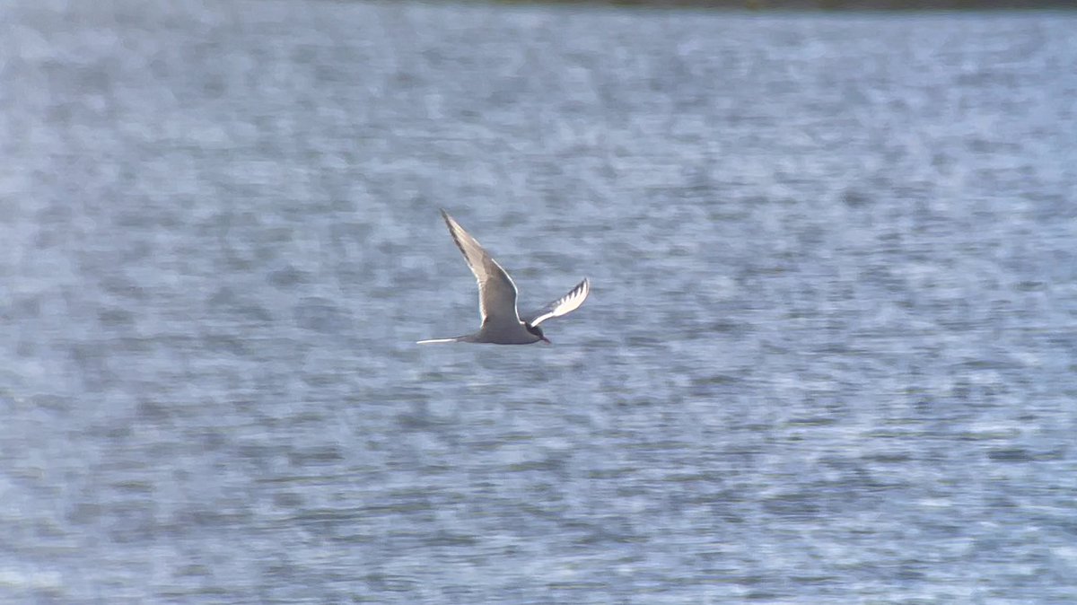 Stivi Musievski tweet media