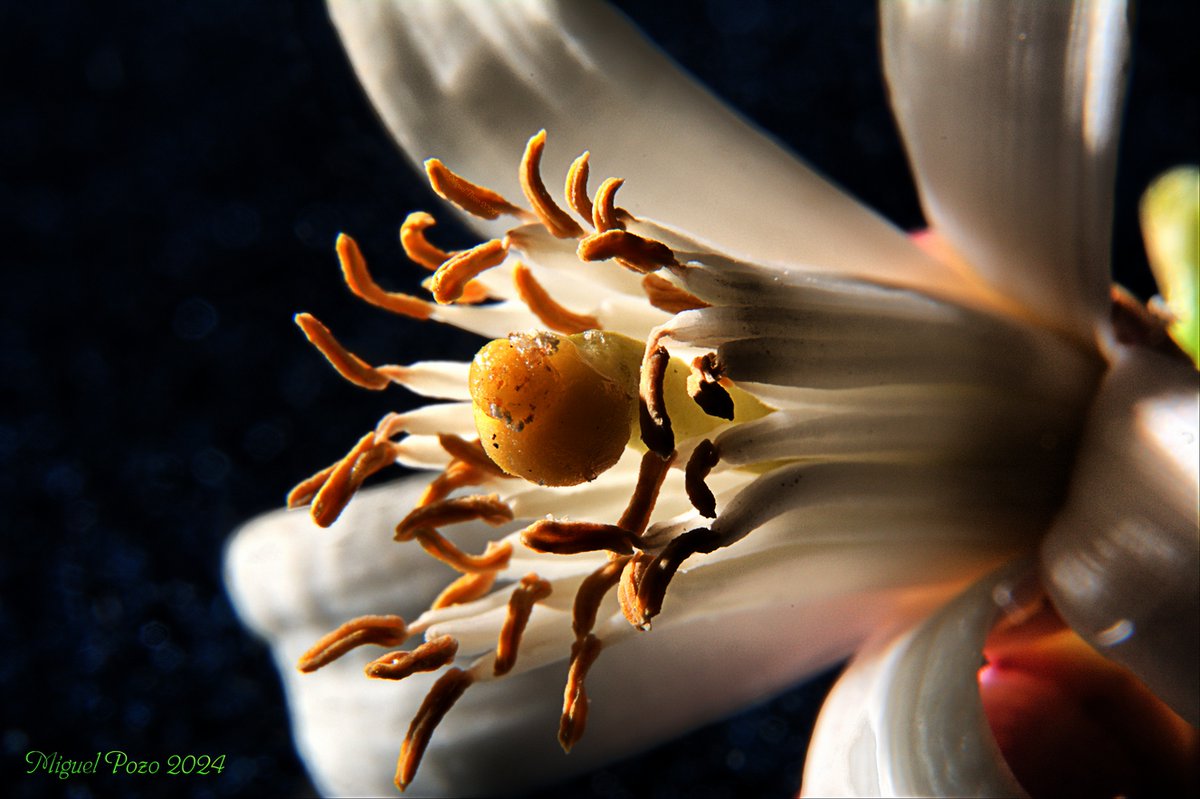 #macrofotografia #azahar #Nikon #macrophoto #MiguelPozo @LocalCaptures #pintofotografia @ThePhotoHour @guiafotografo @unidosporlafoto @blogfotografo @hacerfotos #Fotografía @StormHour #galeria_faf @YourAwesomePics #hacerfotos @maribelitaguapa @AlvaroP_Fdez @Angelinaization