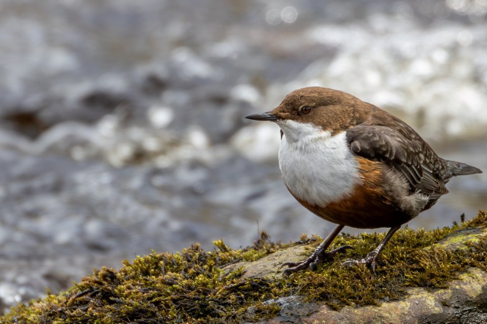 Dipper posing well - <a href="/UKC51/">Martin Lee</a>