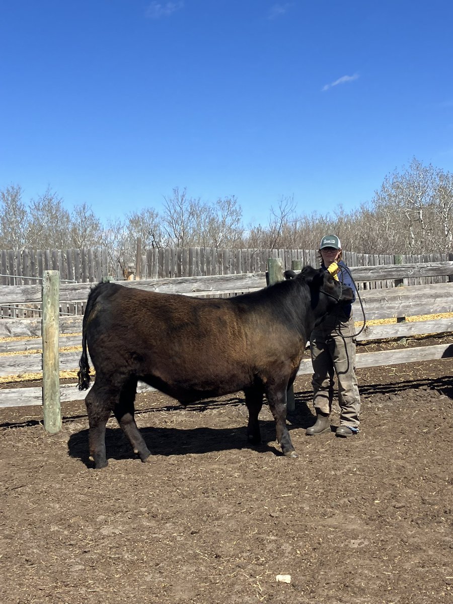 We will have some 4-H beef available this spring. Steers are selling May 27 and beef will be available in the middle of June April born, home raised Angus cross steers that will hang around 750-775 lbs DM for details