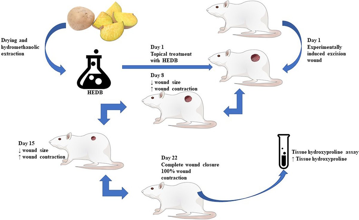 Hydromethanolic extract of Dioscorea bulbifera (HEDB) showed wound healing activity in male Wistar rat excision wound models: doi.org/10.1016/j.prmc…
#Dioscoreabulbifera #woundhealingactivity #PharmacolRes #ModernChineseMedicine #Research #PharmaTwitter #MedTwitter