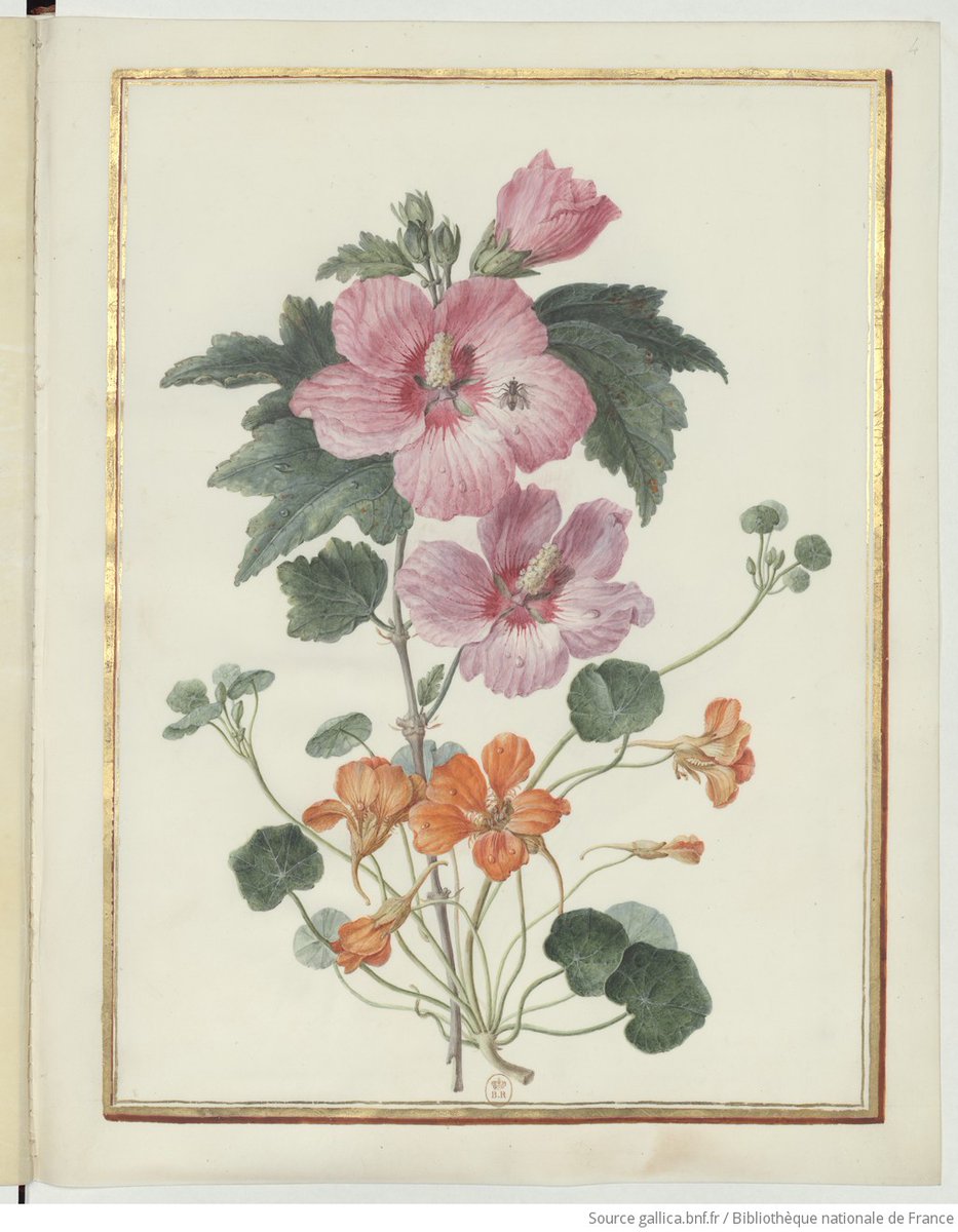 Flower Drawings (hibiscus & nasturtium?), C18th, by #MadeleineFrançoiseBasseporte (French, 1701-1780), who was born #otd, Apr 28. From Recueil de dessins de fleurs, held by @laBnF, gallica.bnf.fr/ark:/12148/btv… #womenartists #artherstory #hernaturalhistory