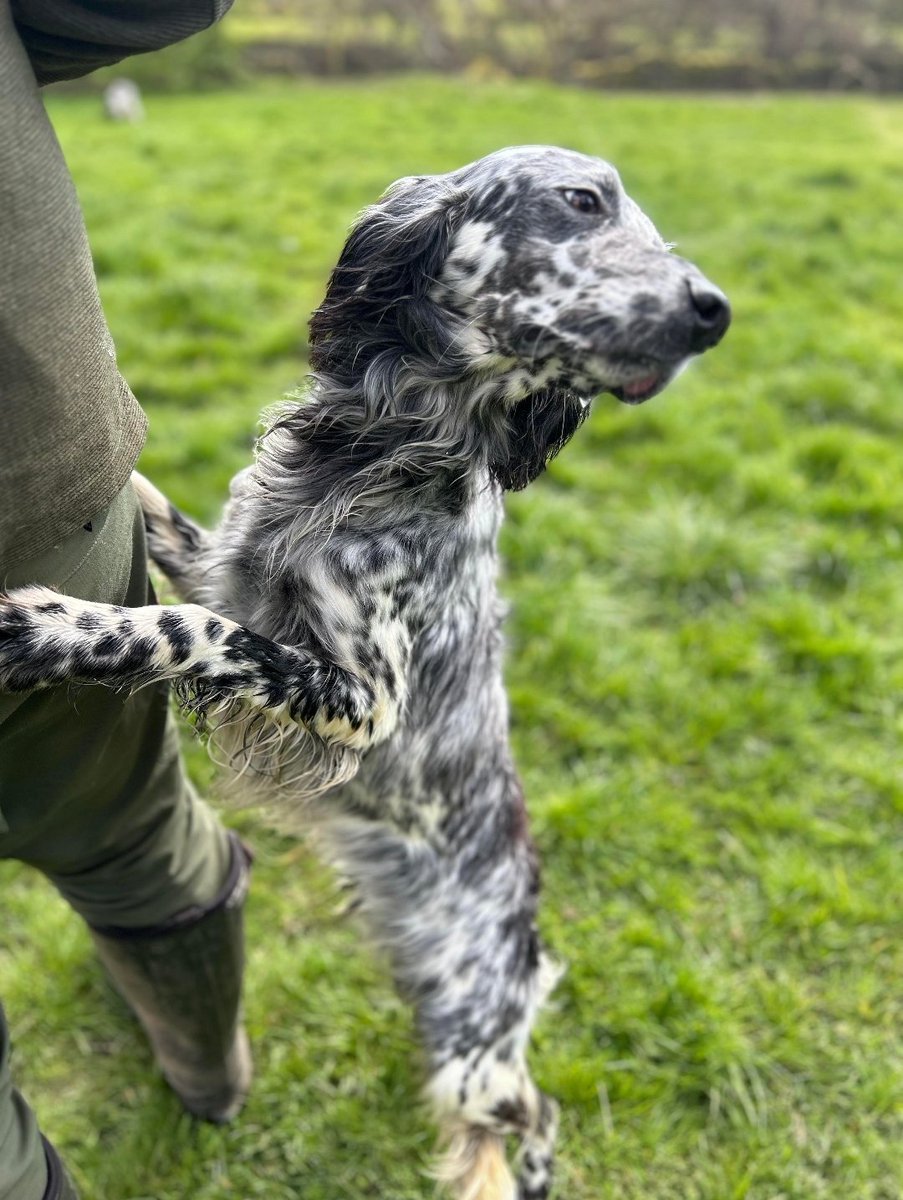 Say hello to Blue. He's just over 1 year old and has a lovely nature. Can't wait to get him out on the moor in July with Jess and Arya 🙂 #EnglishSetter