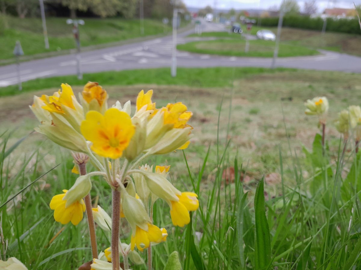 Sitting proudly on top of the link road embankment - beyond the mauling reach of the mower. #wildflowerhour Cowslip meadow