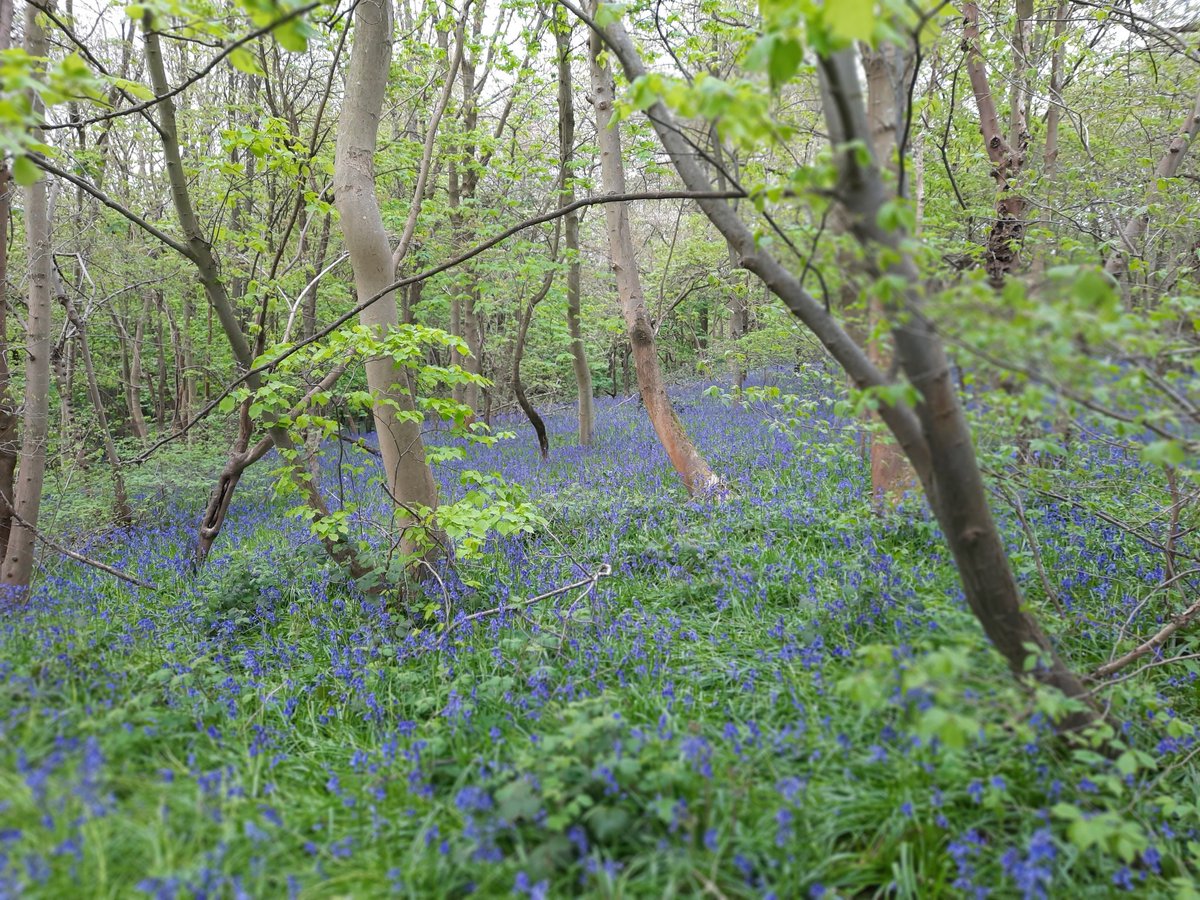 #NHS1000miles not as active as I'd have liked in the last 2 weeks due to a back issue. 27 miles making 375 YTD. Loving the bluebells on walks and the odd run.  Have a great week.