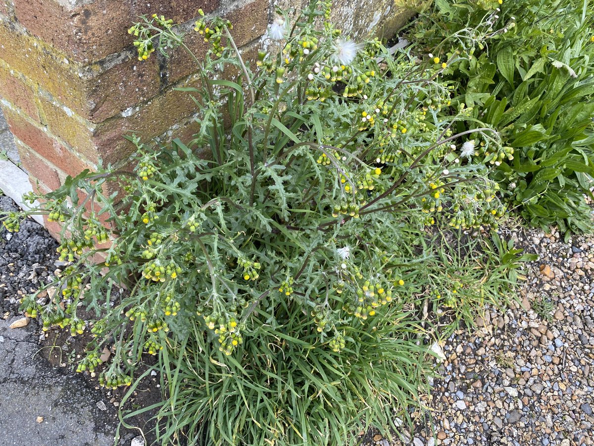 We have this huge Groundsel for #WildflowerHour this evening. Found growing on a local pavement.