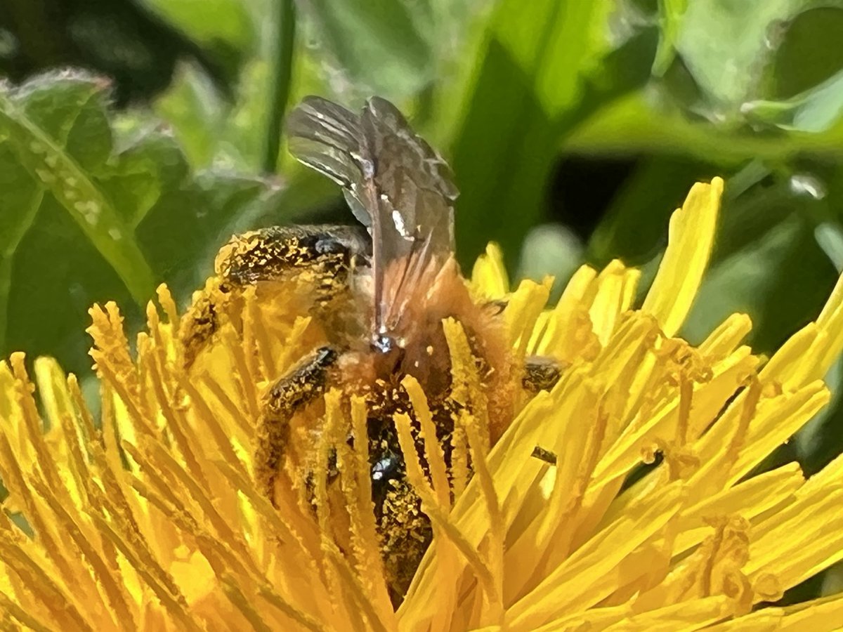 It’s in there somewhere! #InternationalDayoftheDandelion a back garden Dandelion proving its value to pollinating insects #wildflowerhour #DandelionChallenge 💛
