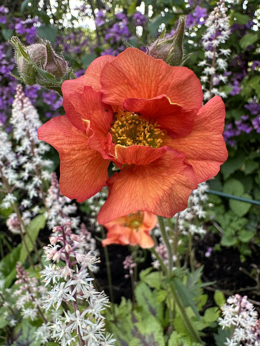 The glorious little Geum bloom zinging out from Tiarella & Honesty. #BritishSpringTime #BritishGarden #Greenfingers