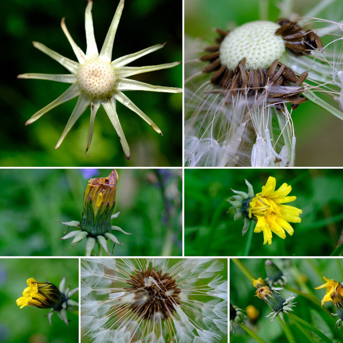 @wildflower_hour #DandelionChallenge on my local walk this pm after the heavy overnight rain the dandelions have mostly gone over. But it’s a chance to see the ribbed fruit and parachute of white hairs ready to be dispersed by the wind. Now what time is it?