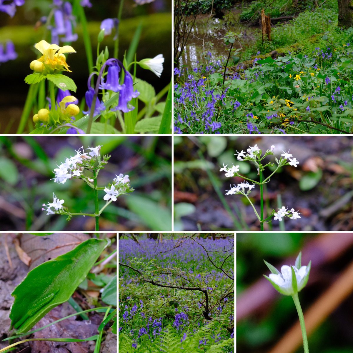 #wildflowerhour A visit to Weirwood nature reserve with the Friends of.   Highlights Alder Carr with Valeriana dioica.   Male plants I think. Plus 3 nerved Sandwort - poor pic so tiny.  Moehringia trinervia and Adders-Tongue Fern - a bit nibbled.