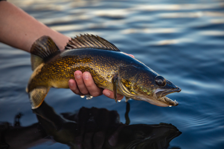 🐟 2024 fishing season announced for coolwater sportfish, read more here: trib.al/4LS4SA4