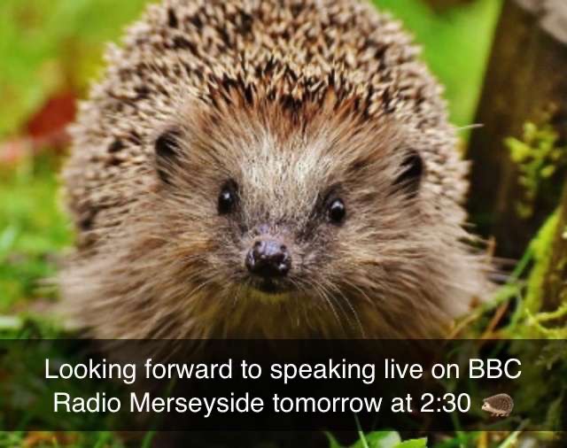 Tomorrow at 2:30, tune in to BBC Radio Merseyside as I'll be speaking live on air about hedgehogs and my recent Mammal Champion Award 🦔 I can't wait to share my experience on working with hedgehogs as well as raising awareness about their conservation.