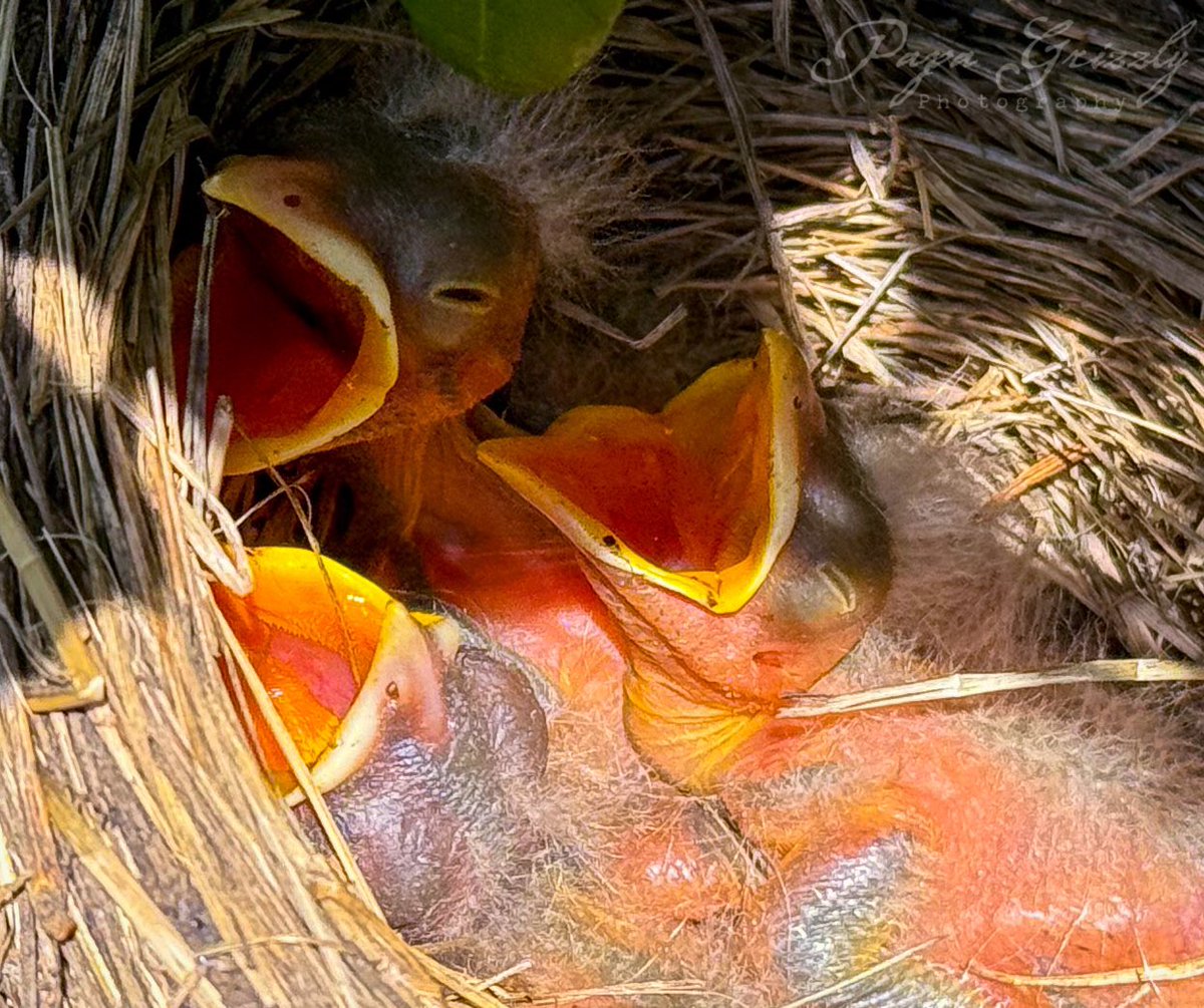 The baby robins hatched today! 🐣
So glad I was able to grab a shot of them. 📸 #birds #birdphotography #bird #nature #birdsofinstagram #wildlife #naturephotography #wildlifephotography #birdwatching #best #photography #birdlovers #of #birding #captures #perfection #naturelovers…